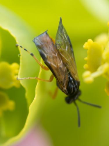 Athalia sp.