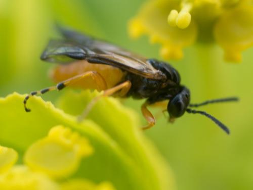 Réf. 227 282 : Athalia sp.