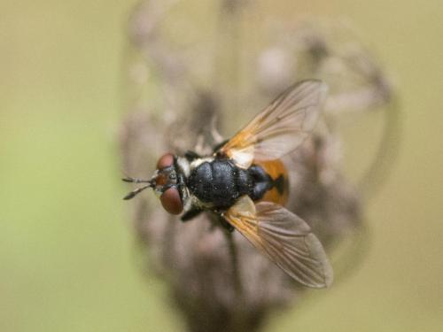 Gymnosoma sp.