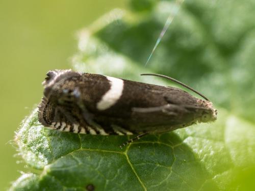Grapholita lunulana