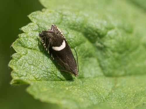 Grapholita lunulana