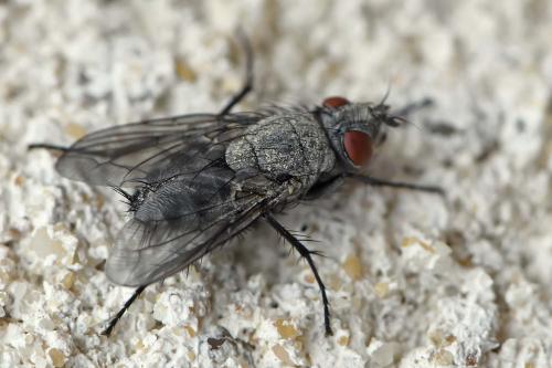 Sarcophila latifrons