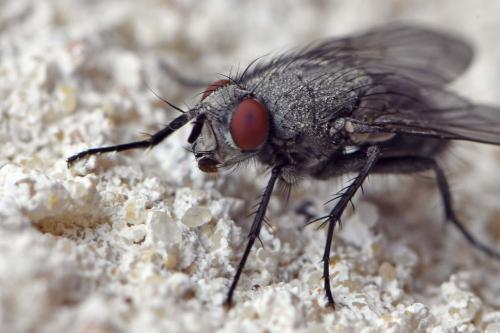Réf. 227 029 : Sarcophila latifrons