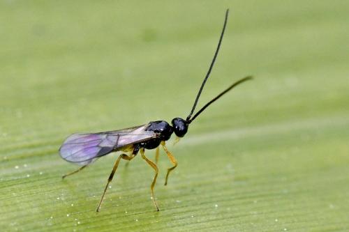 Réf. 227 158 : Alysiinae inconnu