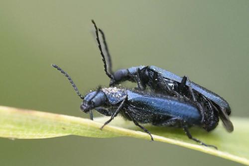 Réf. 227 385 : Dasytes caeruleus