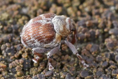 Coeliodes transversealbofasciatus