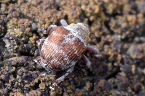 Coeliodes transversealbofasciatus