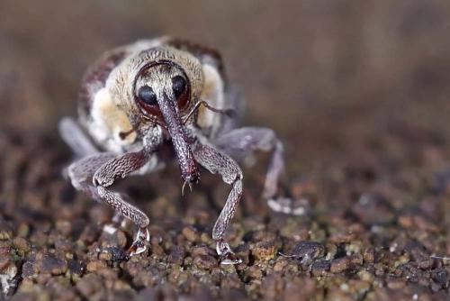 Coeliodes transversealbofasciatus