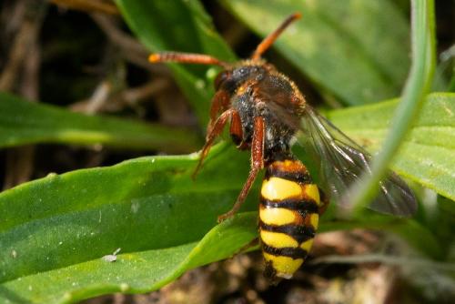 Réf. 227 498 : Nomada zonata