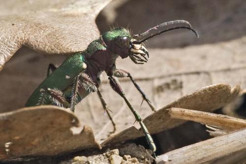 Réf. 227 623 : Cicindela campestris