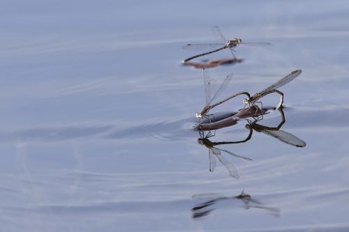 Réf. 227 615 : Sympecma fusca