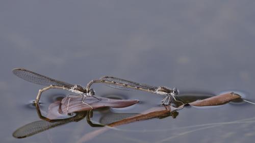 Réf. 227 616 : Sympecma fusca