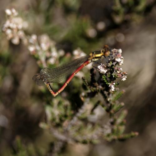 Pyrrhosoma nymphula
