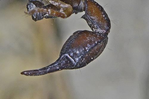 Euscorpius flavicaudis
