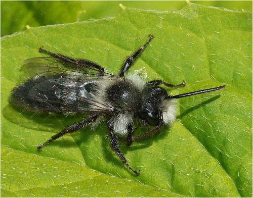Andrena cineraria
