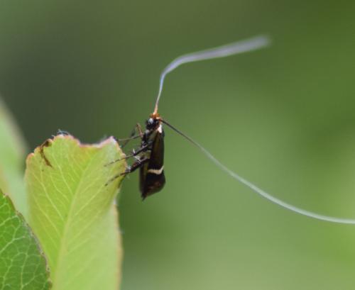 Adela australis