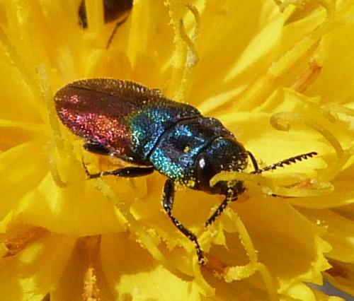 Anthaxia salicis