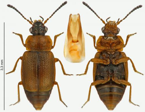Réf. 227 695 : Anthobium atrocephalum