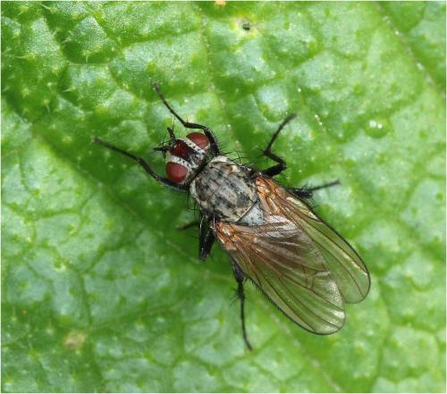 Réf. 227 488 : Delia radicum