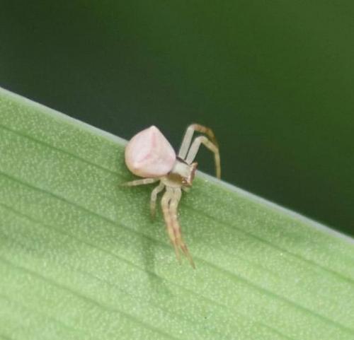 Thomisus onustus