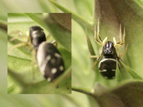 Heliophanus cupreus