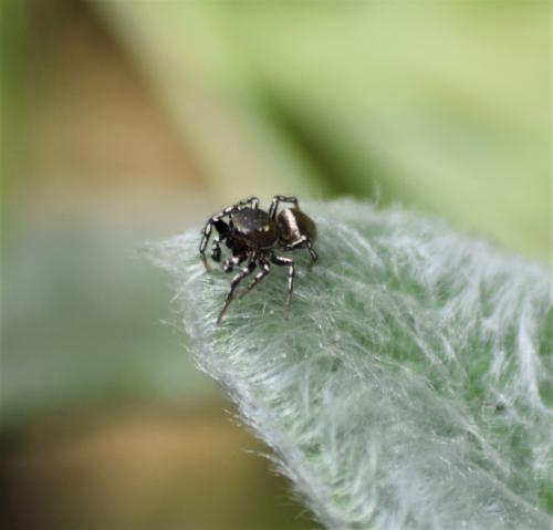 Heliophanus sp.