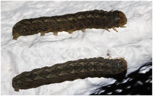 Réf. 227 859 : Trigonophora flammea