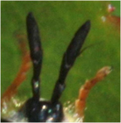 Chrysotoxum cautum
