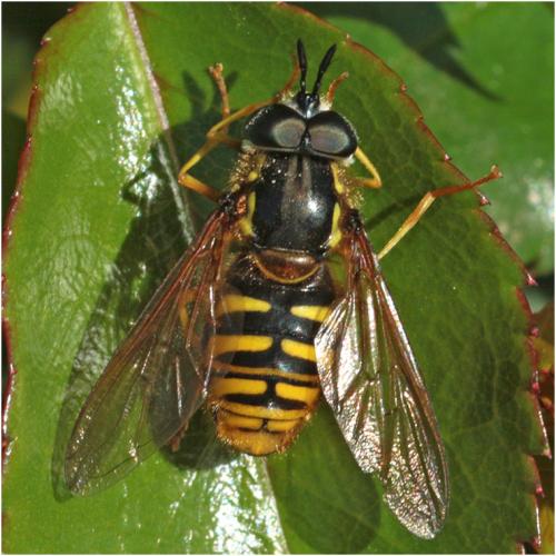 Réf. 227 160 : Chrysotoxum cautum