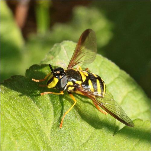 Réf. 227 903 : Chrysotoxum intermedium