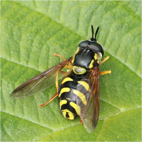Réf. 227 926 : Chrysotoxum intermedium