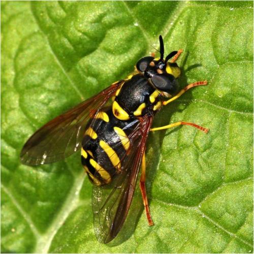 Réf. 227 902 : Chrysotoxum intermedium