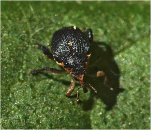 Réf. 227 088 : Mononychus punctumalbum