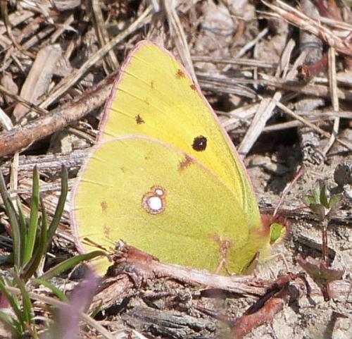Colias croceus