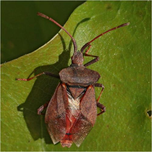 Réf. 227 091 : Coreus marginatus