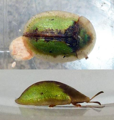 Réf. 227 256 : Cassida vibex