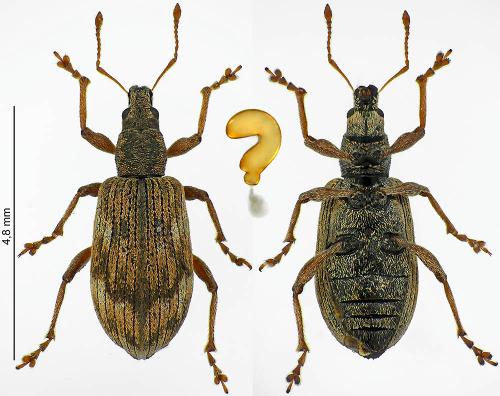 Réf. 227 086 : Polydrusus tereticollis