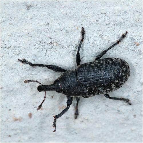 Réf. 227 949 : Larinus carlinae