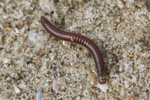 Cylindroiulus latestriatus