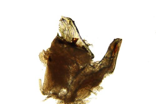 Cylindroiulus latestriatus