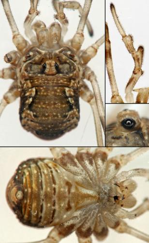 Dasylobus graniferus