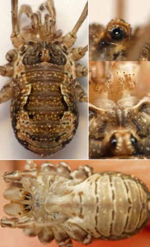 Réf. 227 341 : Dasylobus graniferus