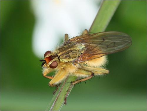 Scathophaga stercoraria