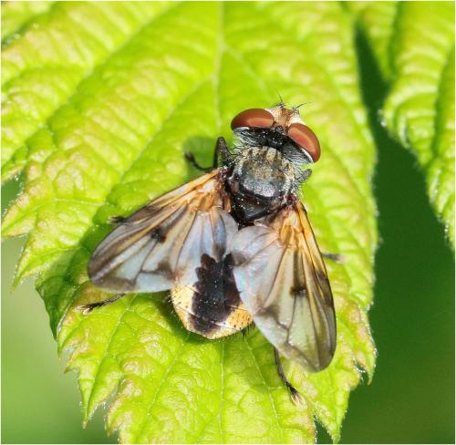 Ectophasia leucoptera