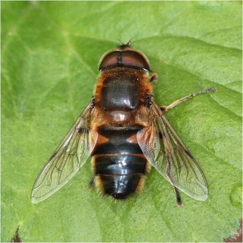 Réf. 227 397 : Eristalis similis