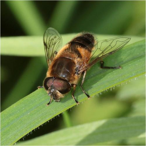 Réf. 227 413 : Eristalis similis