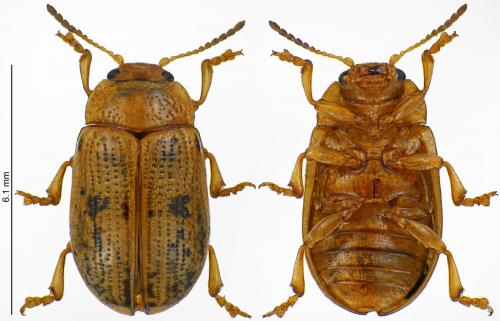 Gonioctena intermedia