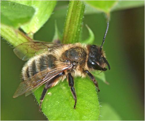 Andrena sp.