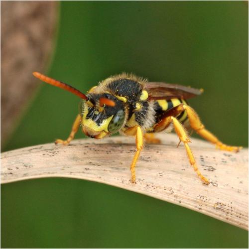 Réf. 227 585 : Nomada succincta