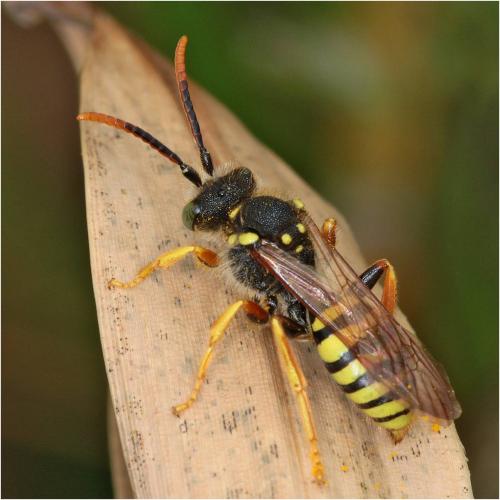 Réf. 227 584 : Nomada succincta